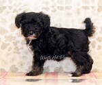 Small Photo #3 Schnoodle (Miniature) Puppy For Sale in DENVER, PA, USA