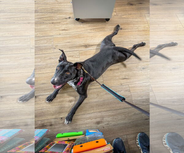 Medium Photo #19 Labrador Retriever-Unknown Mix Puppy For Sale in San Diego, CA, USA