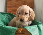 Small #1 Golden Retriever