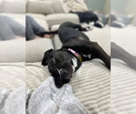 Small #9 Mastiff Mix