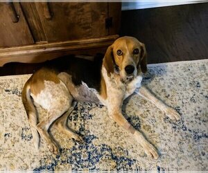 Treeing Walker Coonhound Dogs for adoption in oakland, FL, USA