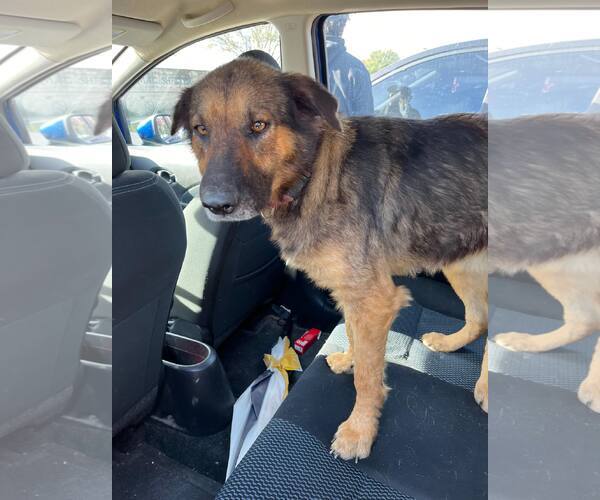 Medium Photo #5 Mutt Puppy For Sale in Rowlett, TX, USA