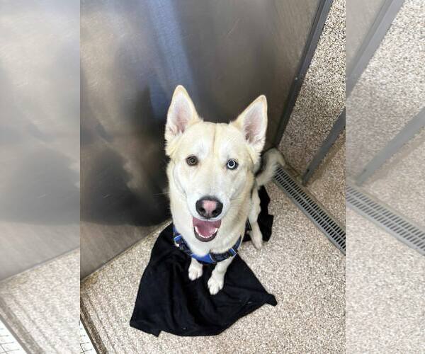 Medium Photo #2 Gerberian Shepsky Puppy For Sale in Martinsburg, WV, USA