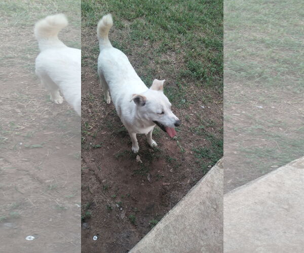 Medium Photo #3 - Mix Puppy For Sale in Orange Grove, TX, USA