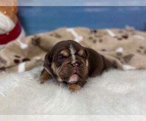 English Bulldog Puppy for sale in OOLOGAH, OK, USA