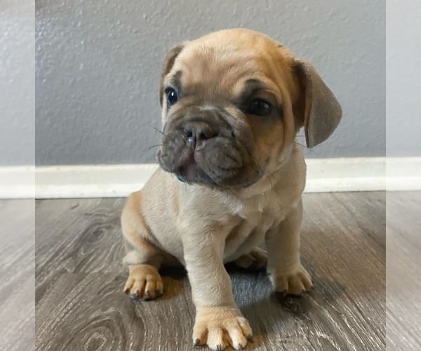 Medium Photo #1 French Bulldog Puppy For Sale in ADELANTO, CA, USA