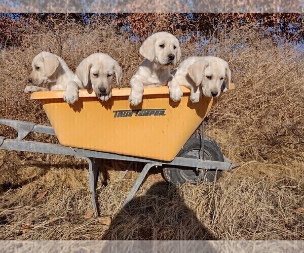 Medium Photo #4 Labrador Retriever Puppy For Sale in YAKIMA, WA, USA