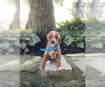 Puppy Zillo Poodle (Miniature)