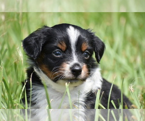 Miniature Australian Shepherd Puppy for sale in PALM COAST, FL, USA