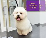 Small Photo #2 Poodle (Miniature) Puppy For Sale in West Hollywood, CA, USA