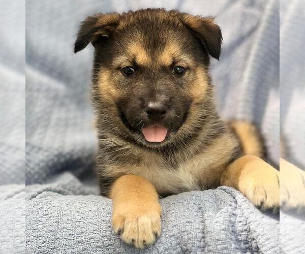 Medium Photo #2 Siberian Husky-Unknown Mix Puppy For Sale in San Diego, CA, USA