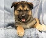 Small #1 Siberian Husky Mix