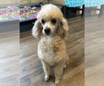 Small #2 Poodle (Miniature)
