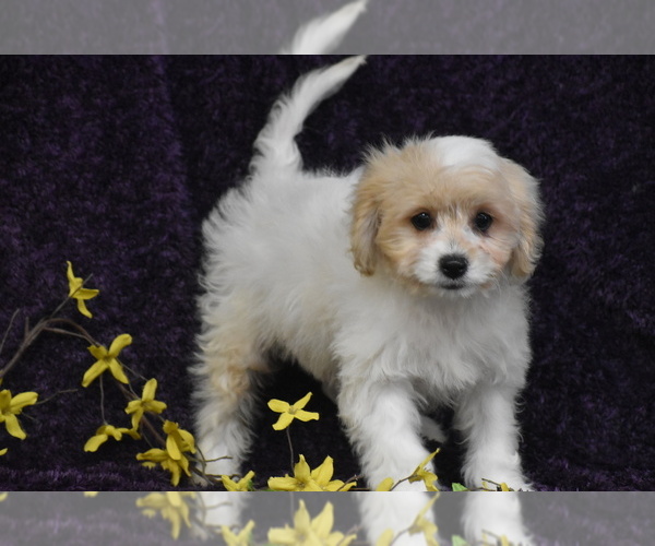 Medium Photo #4 Cavachon Puppy For Sale in ELDORADO, OH, USA