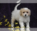 Small #3 Cavachon