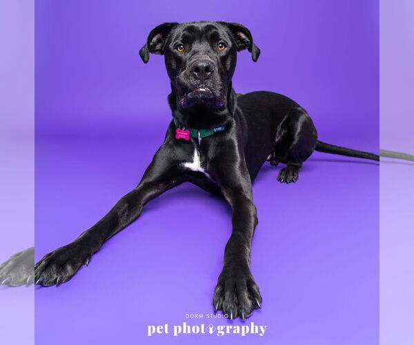 Medium Photo #3 Labrador Retriever-Unknown Mix Puppy For Sale in Fargo, ND, USA