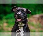 Small #2 American Pit Bull Terrier Mix