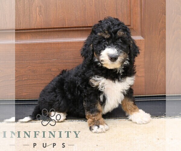 Medium Photo #4 Bernedoodle (Miniature) (+ Poodle Miniature) Puppy For Sale in NARVON, PA, USA