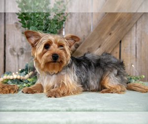 Mother of the Yorkshire Terrier puppies born on 01/12/2026