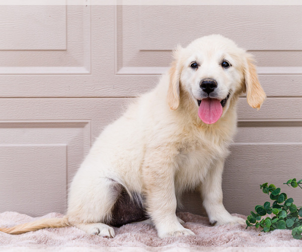 Medium Photo #9 English Cream Golden Retriever Puppy For Sale in WAKARUSA, IN, USA