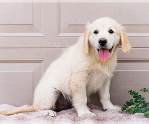 Medium English Cream Golden Retriever