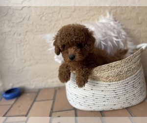 Poodle (Toy) Puppy for sale in FORT MYERS, FL, USA
