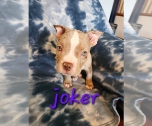 American Bully Puppy for Sale in LYNCHBURG, Virginia USA
