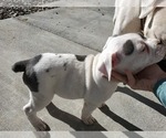 Small Photo #12 Olde English Bulldogge Puppy For Sale in CO SPGS, CO, USA