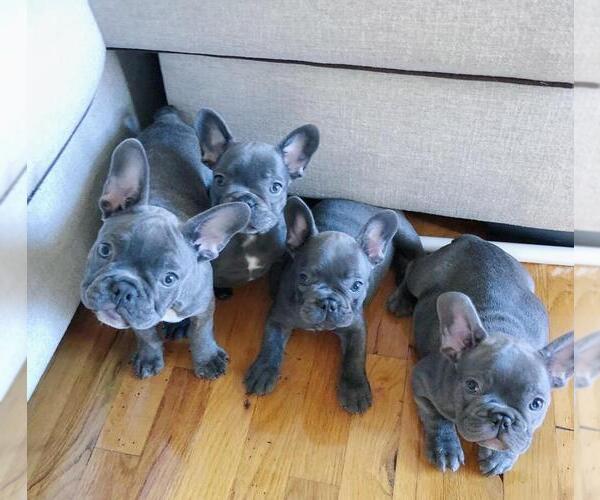 Medium Photo #4 French Bulldog Puppy For Sale in BRIDGEWATER, NJ, USA