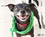 Small #6 Chihuahua Mix