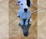 Puppy Snoop dog Dogo Argentino