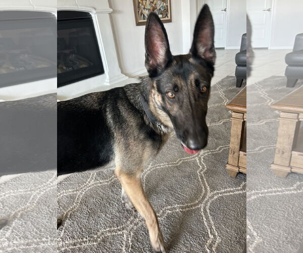 Medium Photo #5 German Shepherd Dog-Unknown Mix Puppy For Sale in McKinney, TX, USA