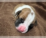 Small Photo #18 Boxer Puppy For Sale in PONTOTOC, MS, USA