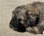 Small Photo #8 Great Pyrenees-Poodle (Miniature) Mix Puppy For Sale in BOWLING GREEN, OH, USA