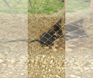German Shepherd Dog Puppy for sale in BLAND, MO, USA