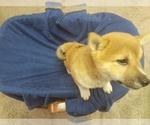 Small Photo #5 Shiba Inu Puppy For Sale in CAMERON, MO, USA