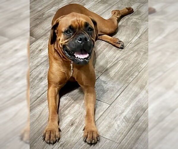 Medium Photo #3 Boxer Puppy For Sale in Dumont, NJ, USA