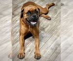 Small #2 Boxer