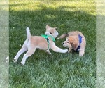 Small #4 Siberian Husky Mix
