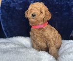 Small Photo #49 Goldendoodle (Miniature) Puppy For Sale in SAN FERNANDO, CA, USA
