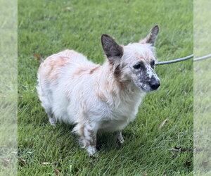 Sina - Female - Mix Dog for Adoption - Photo #4