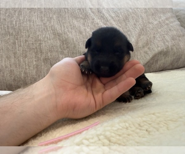 Medium Photo #6 German Shepherd Dog Puppy For Sale in BATTLE GROUND, WA, USA