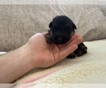 Litter of 8 - Male(s) and Female(s) German Shepherd DogLitter of Puppies for Sale - Photo #6