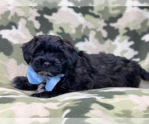 ShihPoo Puppy for sale in LAKELAND, FL, USA