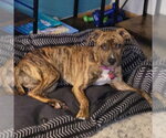 Small #5 Mutt