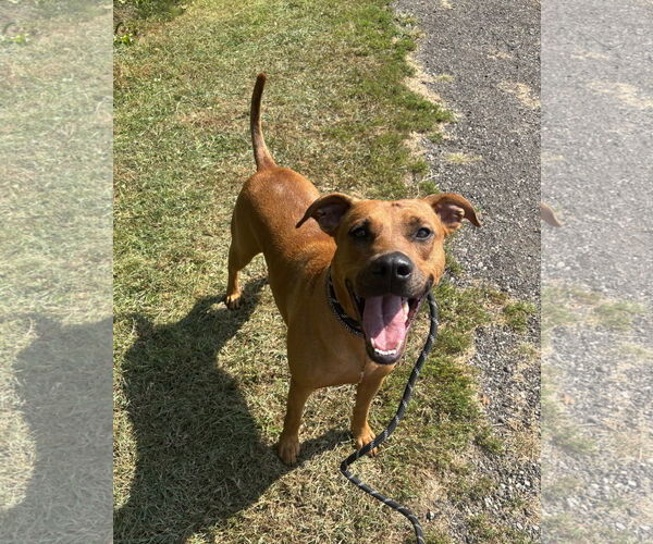 Medium Photo #2 American Pit Bull Terrier-Greyhound Mix Puppy For Sale in Williamsburg, IA, USA