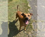 Small #1 American Pit Bull Terrier-Greyhound Mix