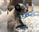 Small #11 Texas Heeler
