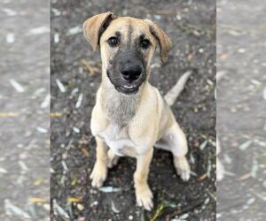 Mutt Dogs for adoption in Elmsford, NY, USA