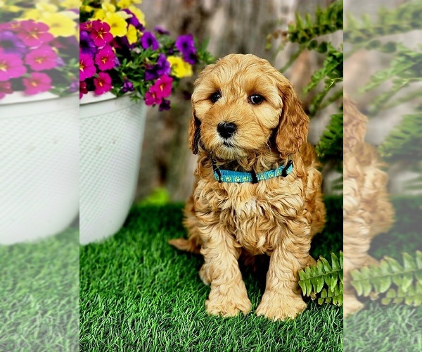 Medium Photo #1 Goldendoodle (Miniature) Puppy For Sale in INDIANAPOLIS, IN, USA